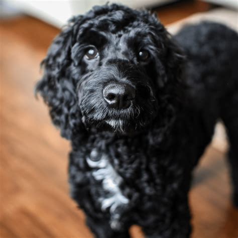 Zwarte Goldendoodle F1b Black Goldendoodle: 5 Thnings You Must Know