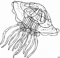 malvorlagen quallen aus qualle transparen ausmalbild malvorlage tiere malvorlagen quallen aus qualle transparen ausmalbild malvorlage tiere