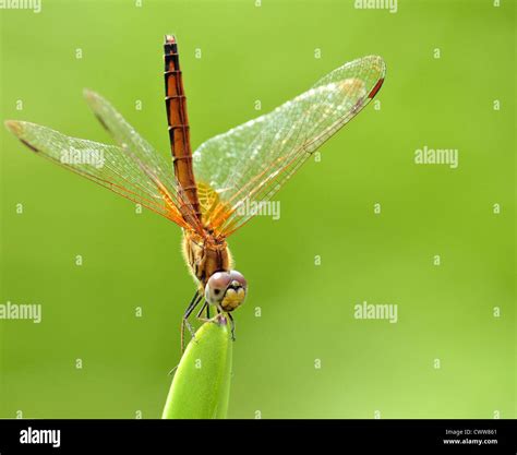 An Orange Dragonfly resting on a tip of a leaf Stock Photo - Alamy