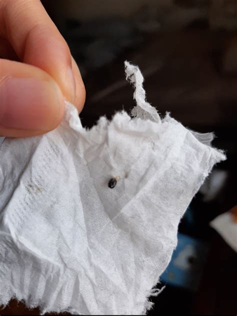 bug identification - Tiny, round black bug found in bed twice - The ...