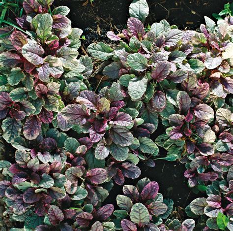Ajuga Ground Cover Propagation Ajuga Reptans (Carpet Bugle)