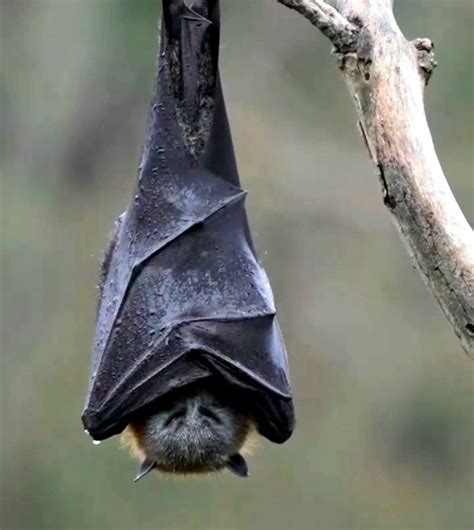 Fascinating Bat Hanging Upside Down
