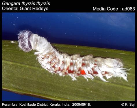 Gangara thyrsis | Butterfly
