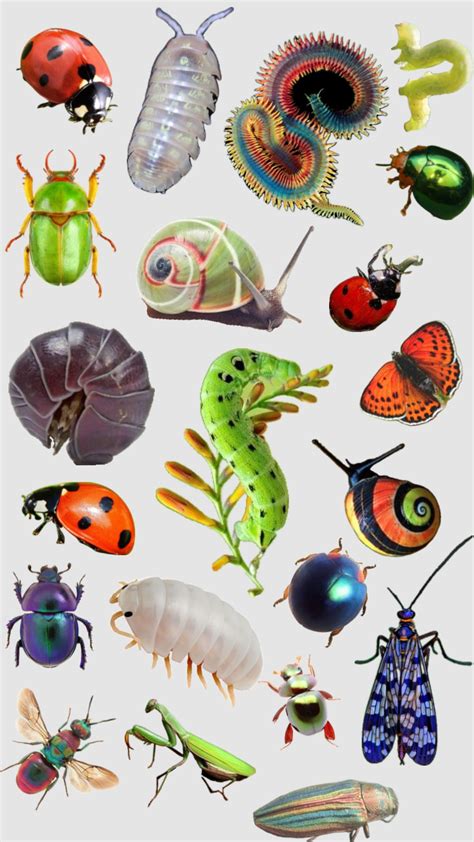 Beetles Wallpaper: Many Types of Bugs and Insects