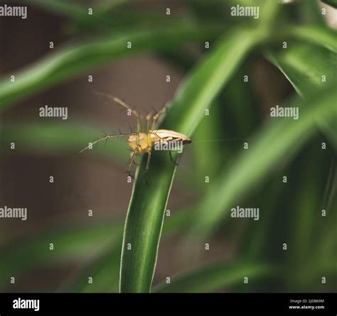 spiders with many legs on flowers Stock Photo - Alamy
