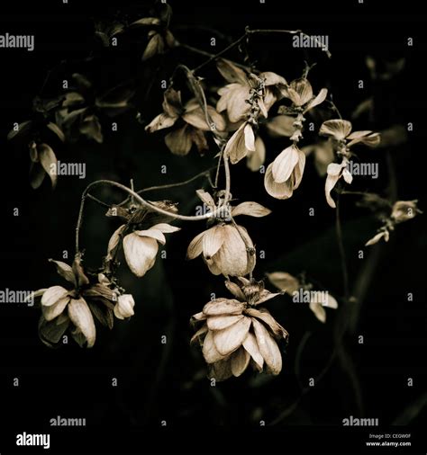 How To Make A Flower Wilt Quickly at Sarah Gooding blog