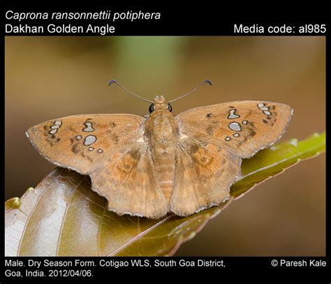 Caprona ransonnettii | Butterfly