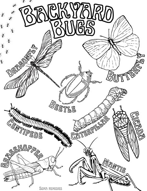 Backyard Bugs Coloring Page, Nature and Plant Coloring Pages ...