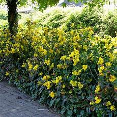 fiori profumati da giardino come coltivare siepi basse siepi siepi basse fiori profumati da giardino come coltivare siepi basse siepi siepi basse