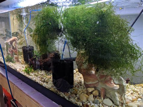 Image result for Java Moss Ball