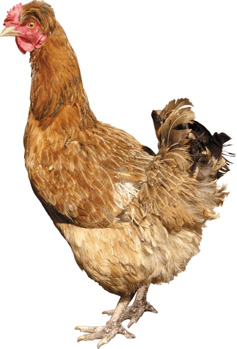 Image result for Hen Design Algorithm
