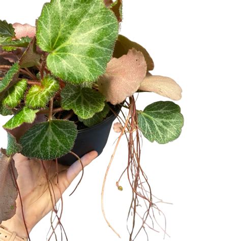 Strawberry Begonia Plant