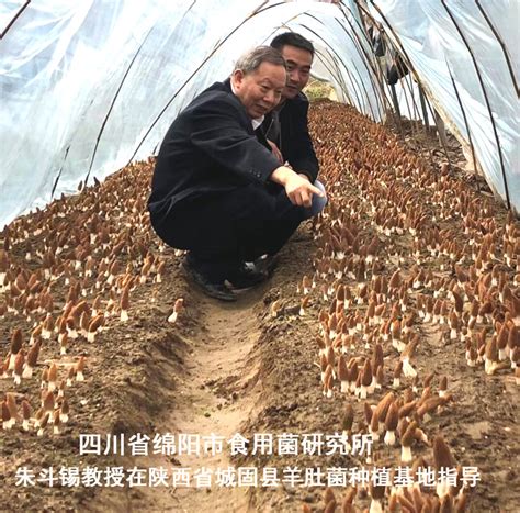 食用菌项目培训价格 - 中国食用菌网