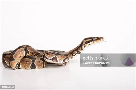 Ball Python Rolling 的图像结果