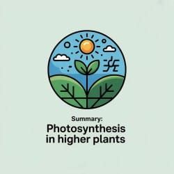 NCERT Summary: Photosynthesis In Higher Plants - Biology Class 11 ...