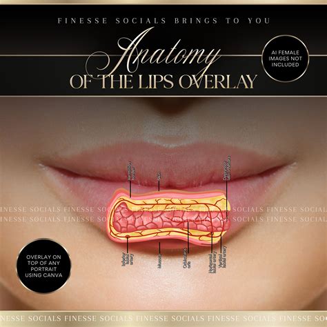 External Lip Anatomy