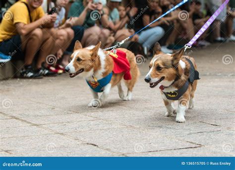 Corgi Dogs Wear Superhero Costumes at Atlanta Doggy Con Event Editorial ...