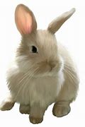 Image result for Cute Bunny PNG