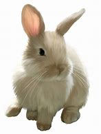 Image result for Baby Easter Bunny