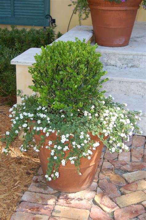 Boxwood globe topiary with bacopa | Patio flowers, Best potted plants ...