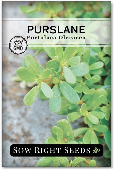 Amazon.com : Sow Right Seeds - Purslane Seeds for Planting - Non-GMO Heirloom Packet with ...