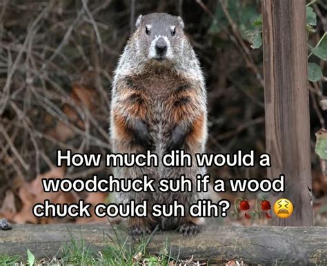 Instagram photo by Memes • Mar 19, 2025 at 2:27 PM