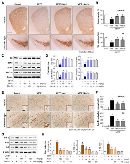 RIPK1 Regulates Microglial Activation in Lipopolysaccharide-Induced ...