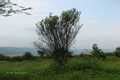 India Flora Online
