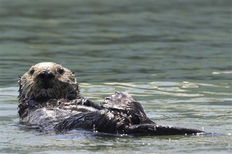 Sea Otters Predators
