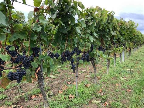 Verpachte Weingarten - weinanzeiger.com - gratis Kleinanzeigen für ...