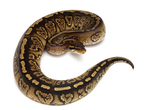 Paint Ball Python 的图像结果
