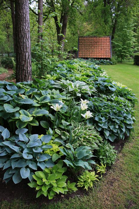 Front Yard Hosta Garden Design Ideas For 2023 – Home Design Lovers