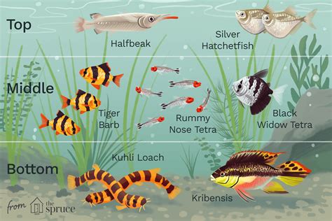 Top feeding tropical fish online