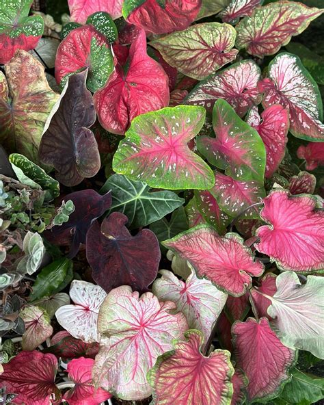 Caladium Bulbs Care Instructions at Tammy Pough blog