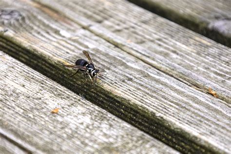 Black Hornet Bee Stings