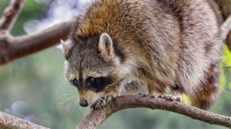 Raccoon Animal Funny HD Wallpaper - Free Download