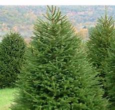abete in vaso abete rosso picea abies albero di natale peccio vaso 216 19 abete in vaso abete rosso picea abies albero di natale peccio vaso 216 19