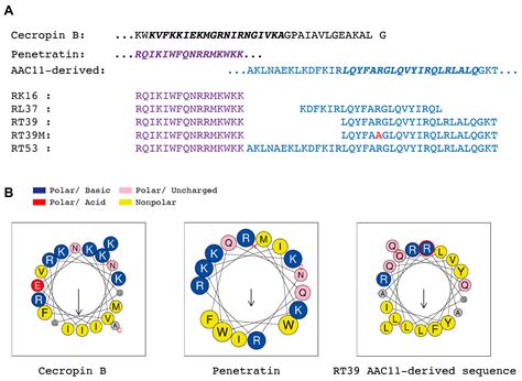 Killing of Plasmodium Sporozoites by Basic Amphipathic α-Helical Fusion ...