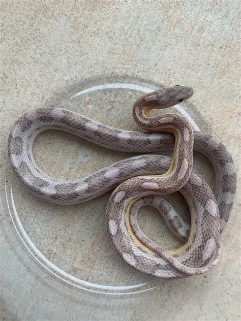 Blue Dilute Corn Snake by Taboo Betty Reptiles - MorphMarket