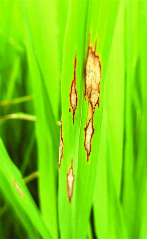 Disease of Rice | Diseases of Field & Horticultural Crops and their ...