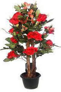 YADRA Rose Plant Price in India - Buy YADRA Rose Plant online at ...