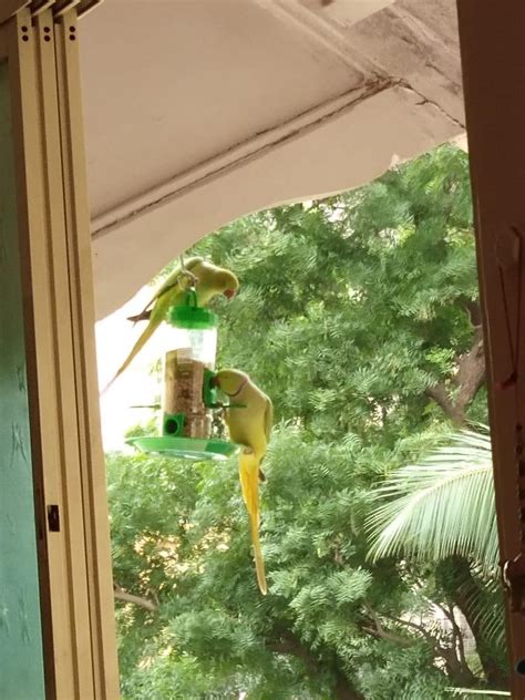 Amijivdaya Plastic Bird Feeder with Holding Handle with 4 Feed Nozzles ...