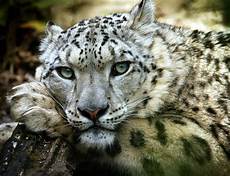 Snow Leopard Image by Snow Leopard Photograph By Chris Boulton Snow Leopard Image
