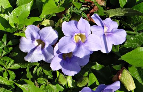 jog falls, acanthaceae, flower head, leaf, purple, flower, blue, india ...