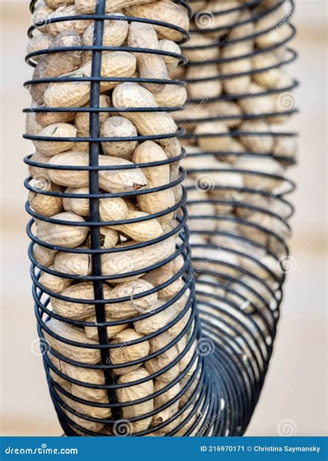 Blue Jay Peanut Ring Bird Feeder Filled with Peanuts in Shells Ready To Feed the Birds, Blue ...