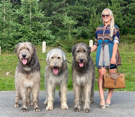 Irish Wolfhound Puppies