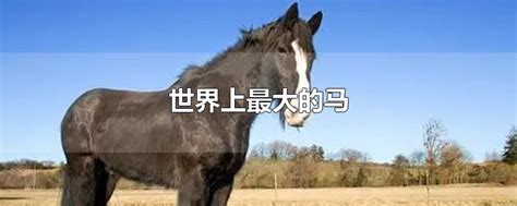 关于马匹的10个世界之最，最大马高2米/最贵马1600万_探秘志
