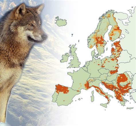 European Wolf Range