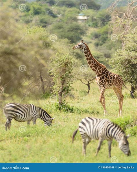 Giraffe and Zebra stock image. Image of herbivore, gregarious - 136400649