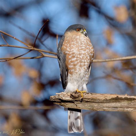 Hawk Identification Guide: Types, Characteristics, And Photos